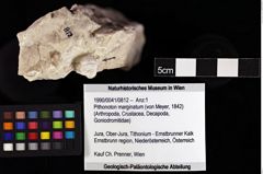 Foto (Objket + Etiketten) von Pithonoton marginatum (von Meyer, 1842) 